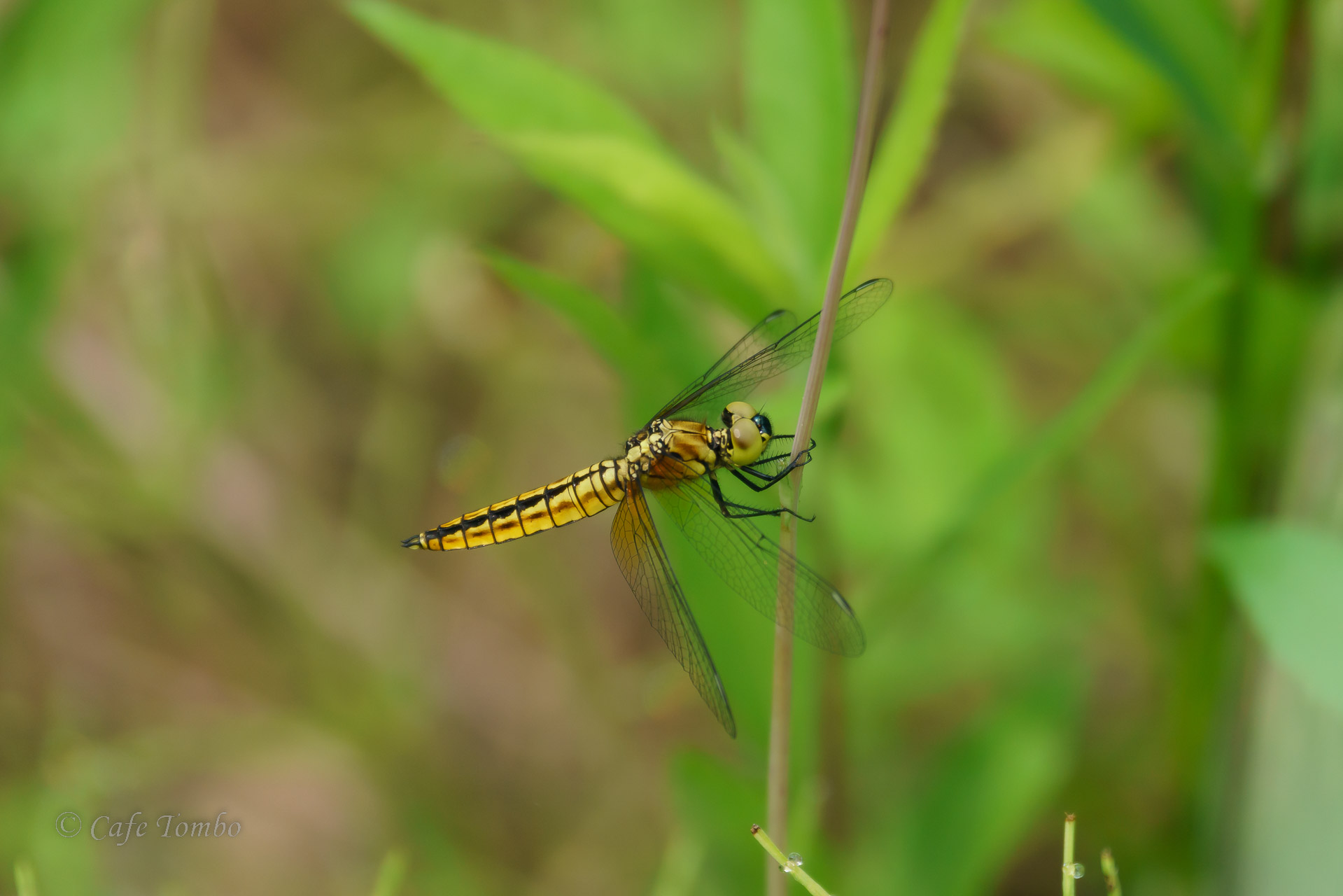 ハラビロトンボ