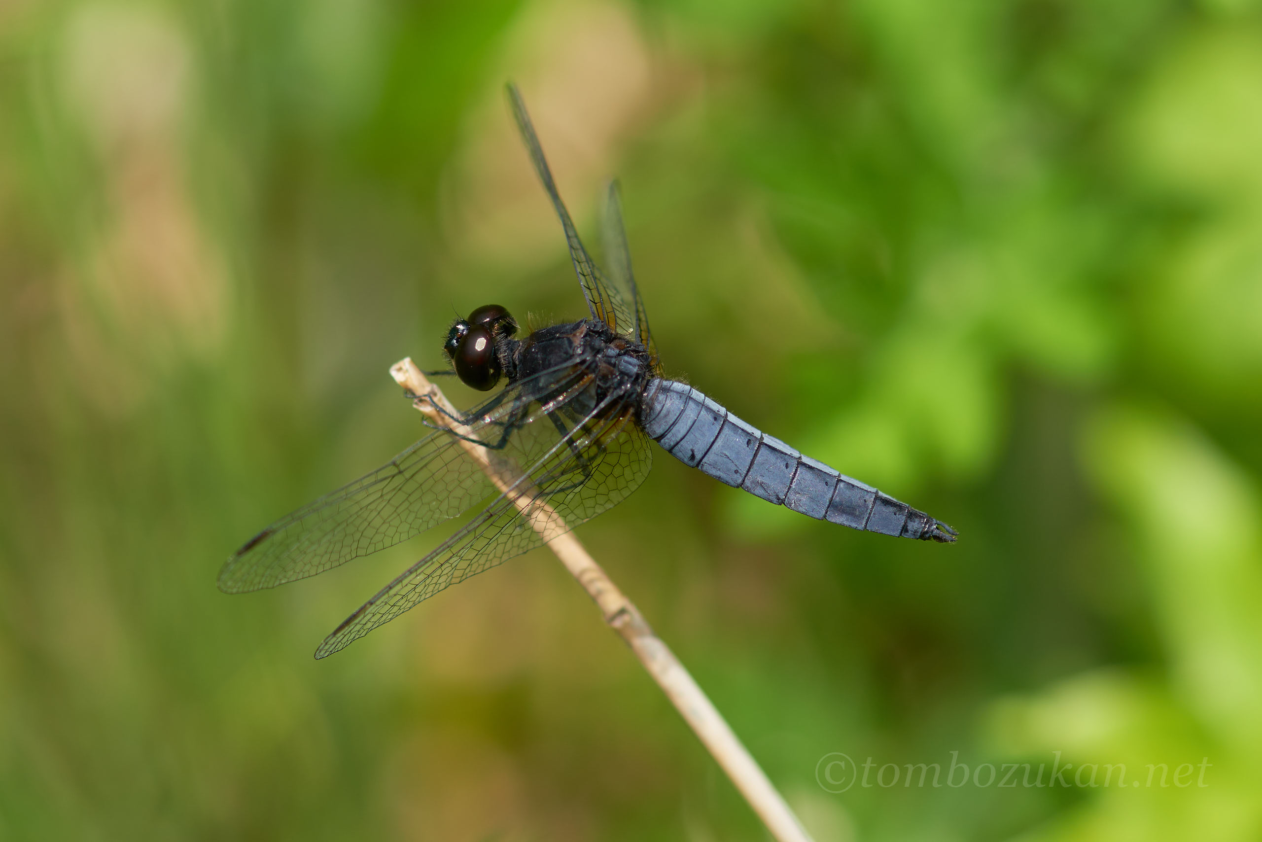 ハラビロトンボ