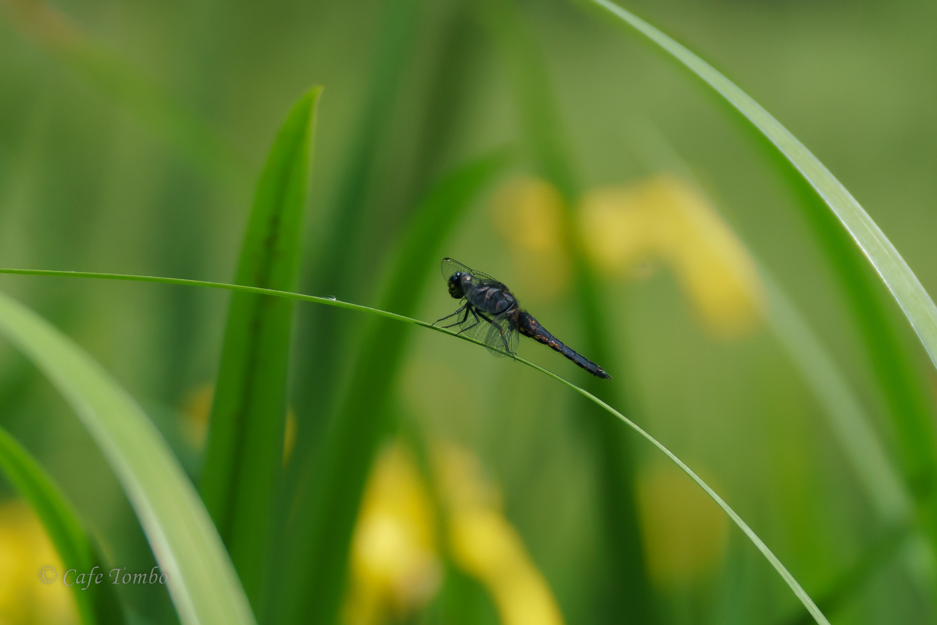 ハラビロトンボ