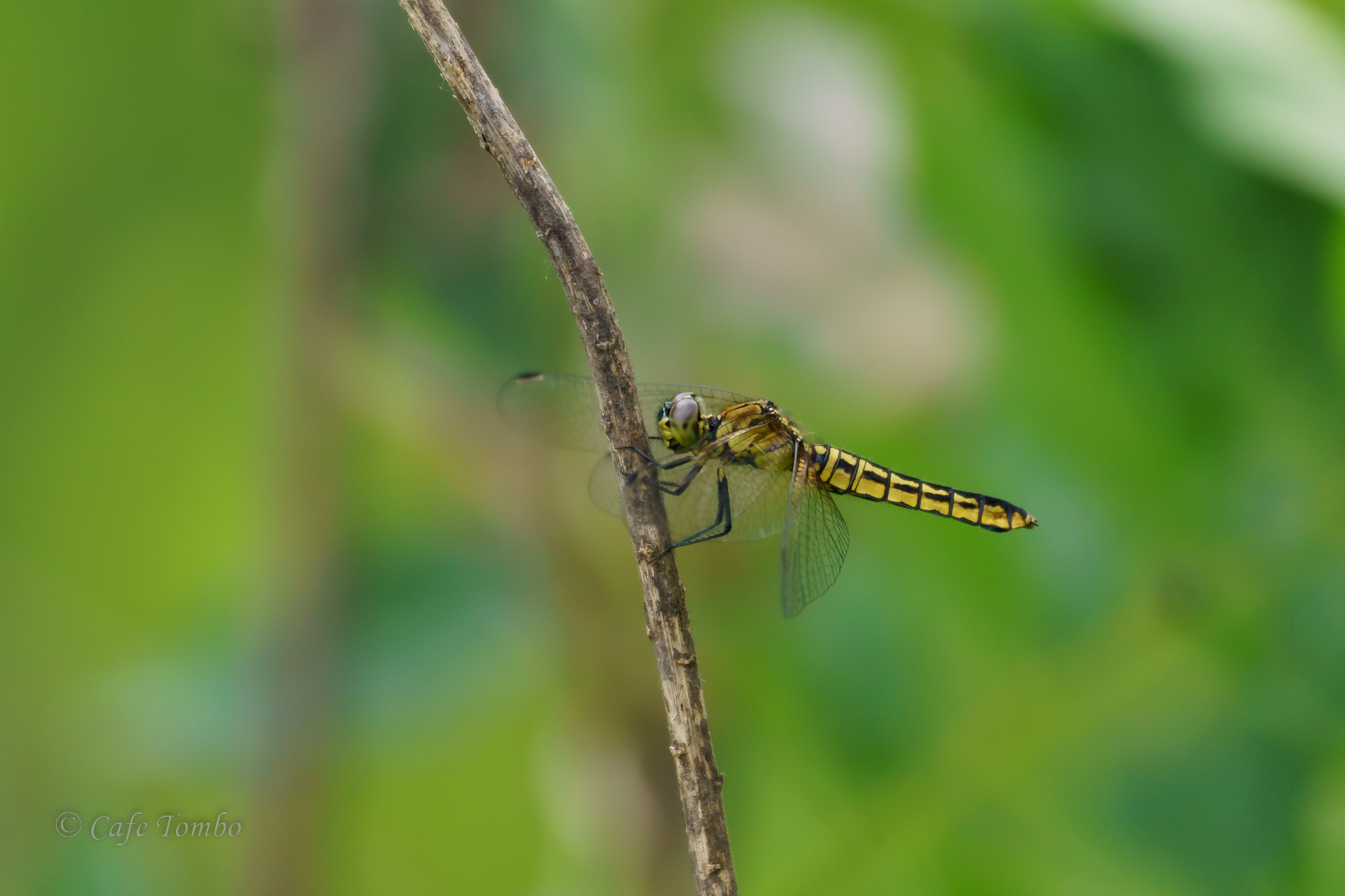 ハラビロトンボ