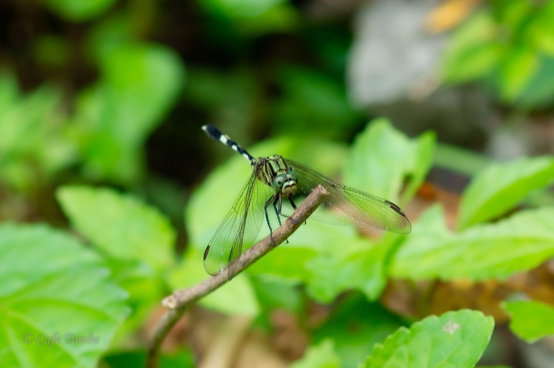ハラボソトンボ