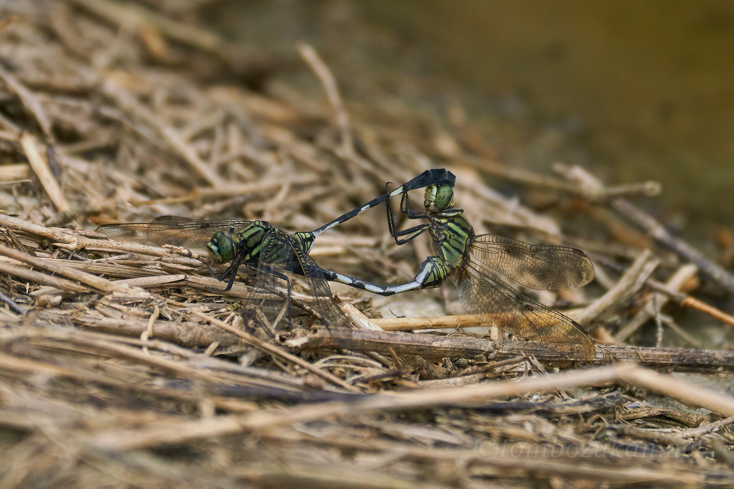 ハラボソトンボ