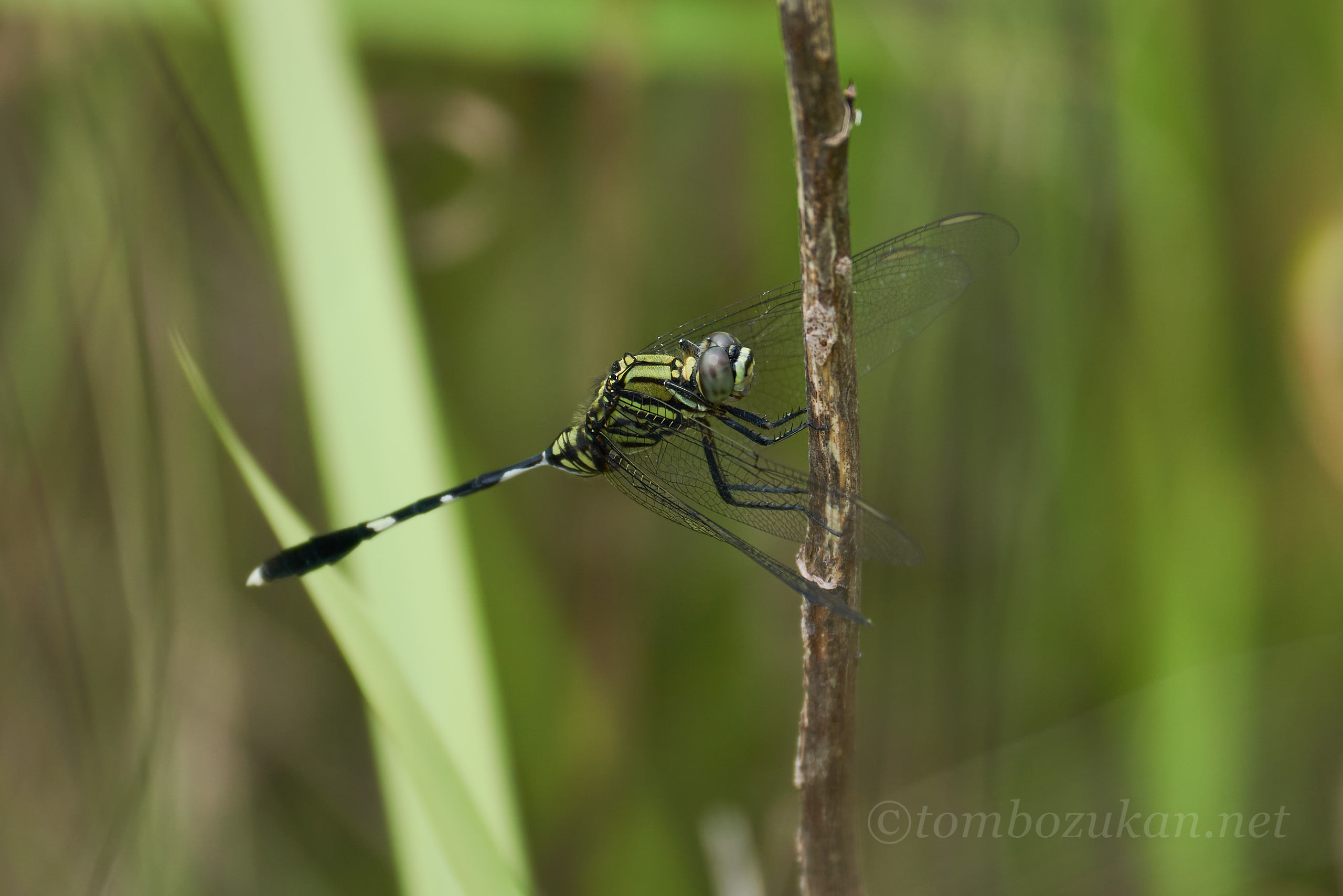 ハラボソトンボ