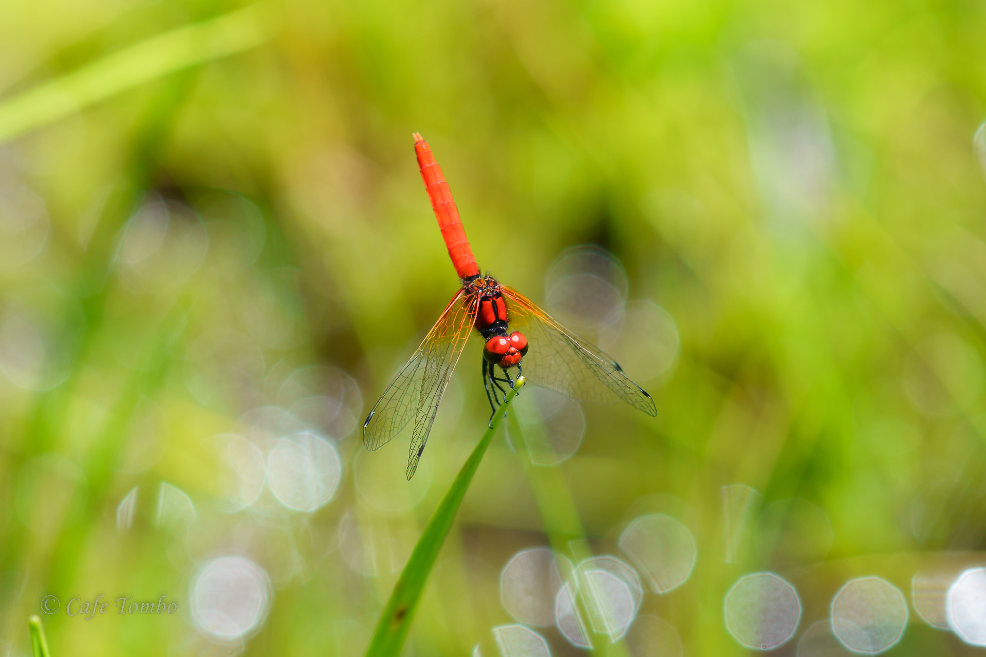 ハッチョウトンボ