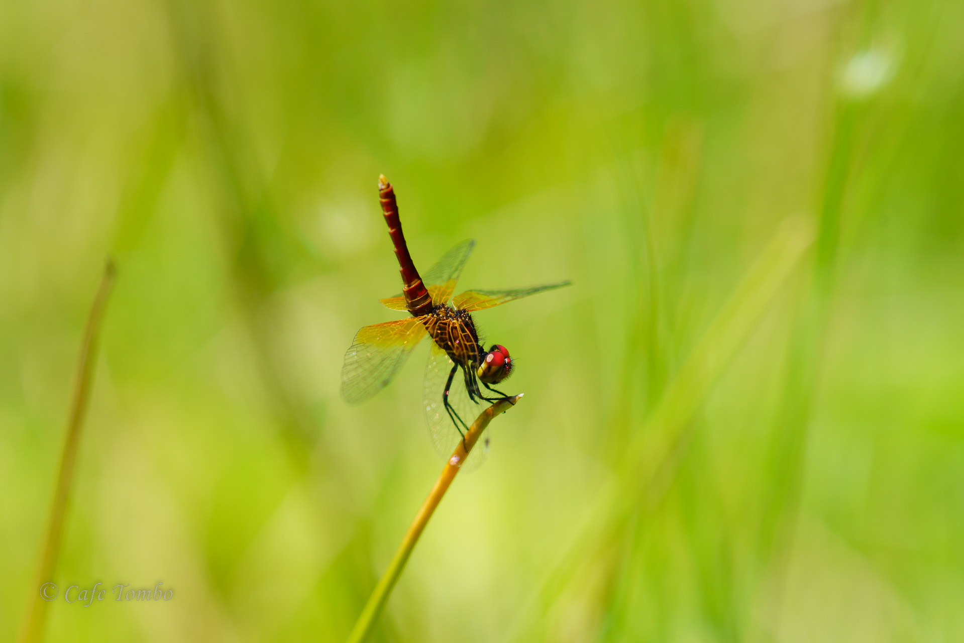 ハッチョウトンボ