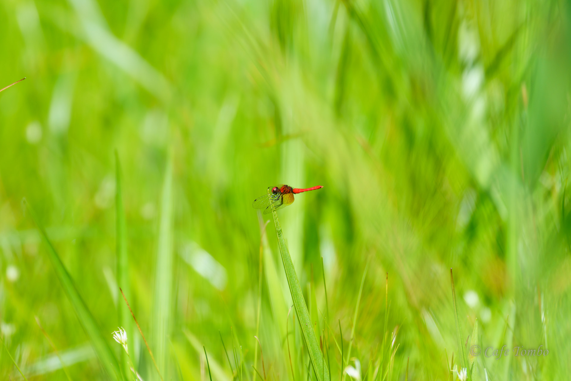 ハッチョウトンボ