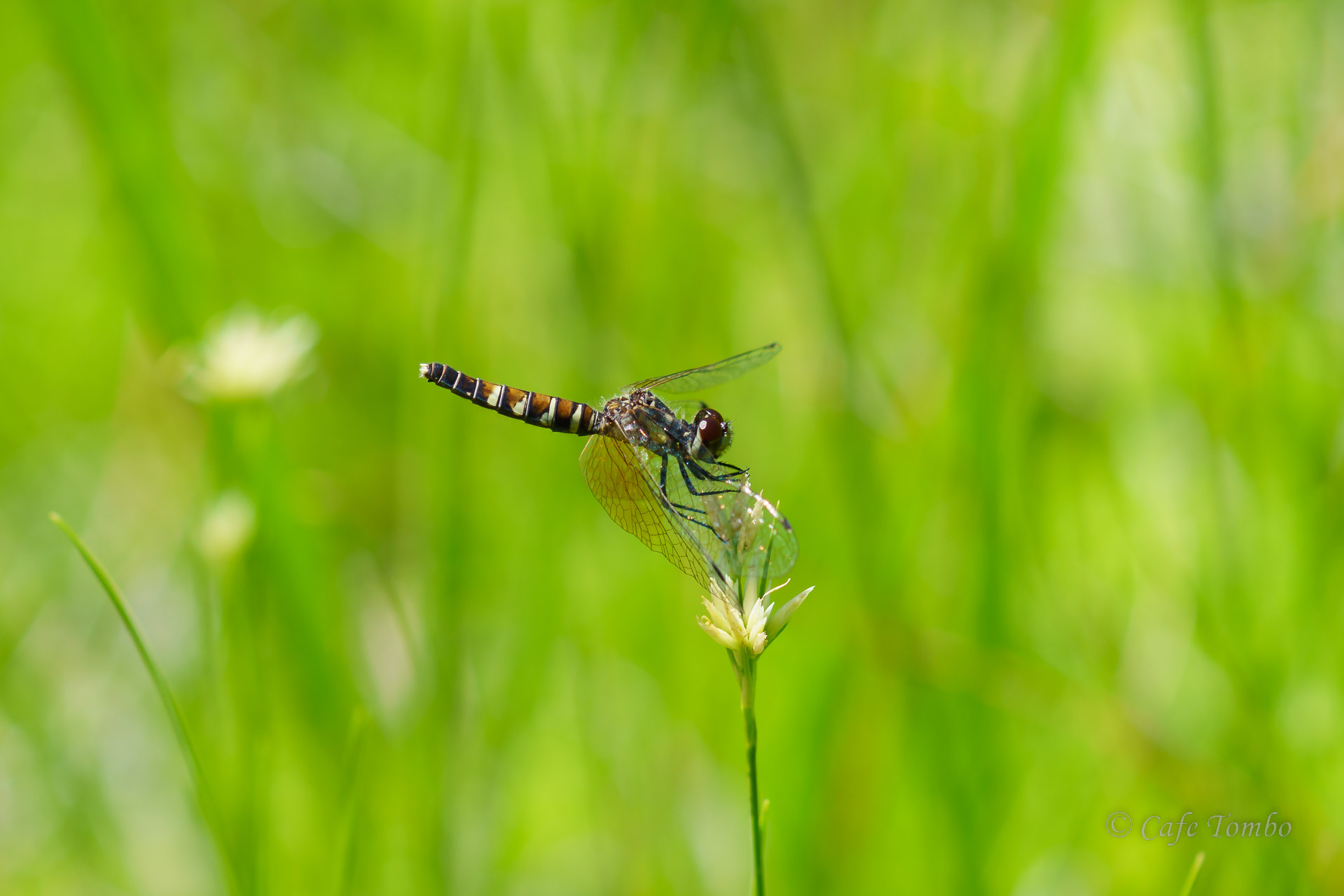 ハッチョウトンボ