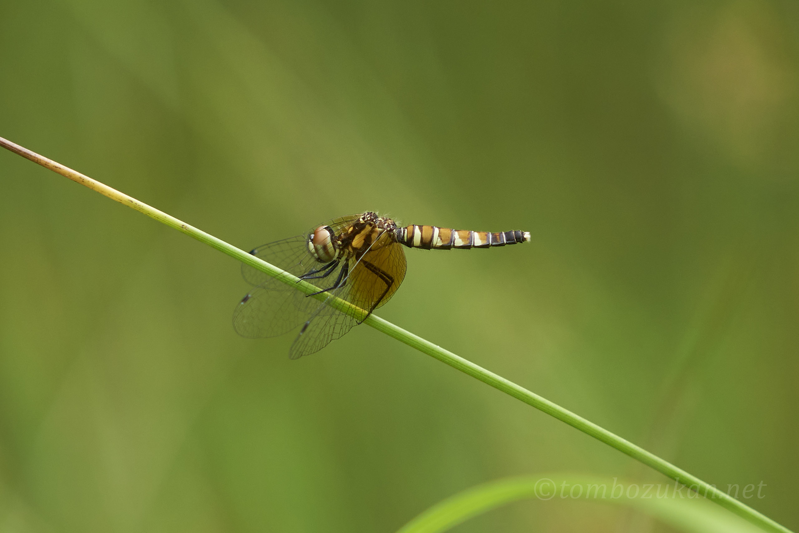 ハッチョウトンボ