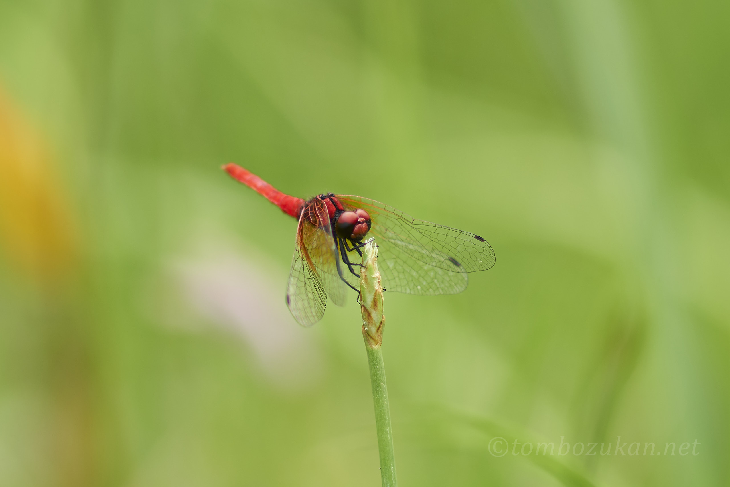 ハッチョウトンボ