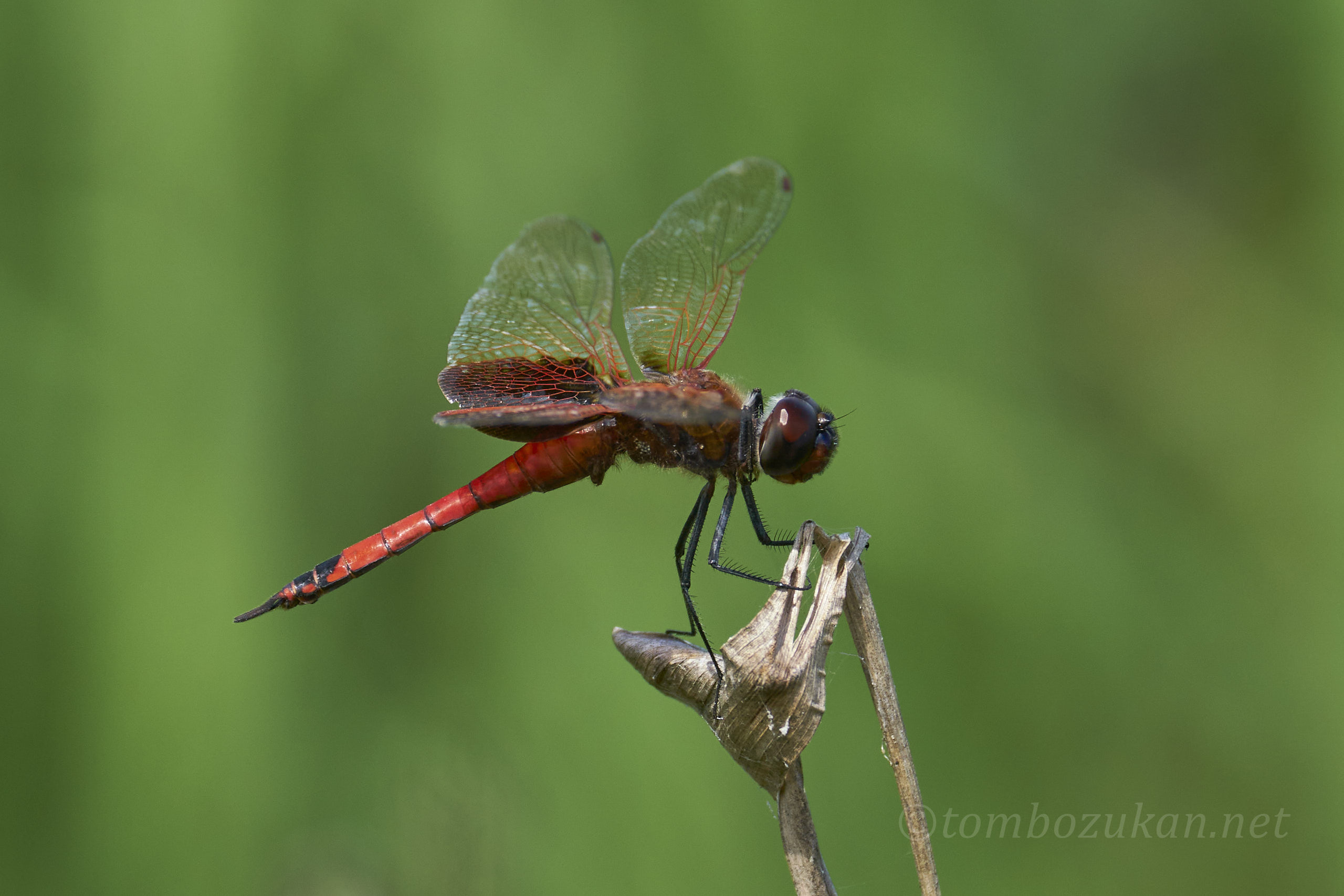 ヒメハネビロトンボ