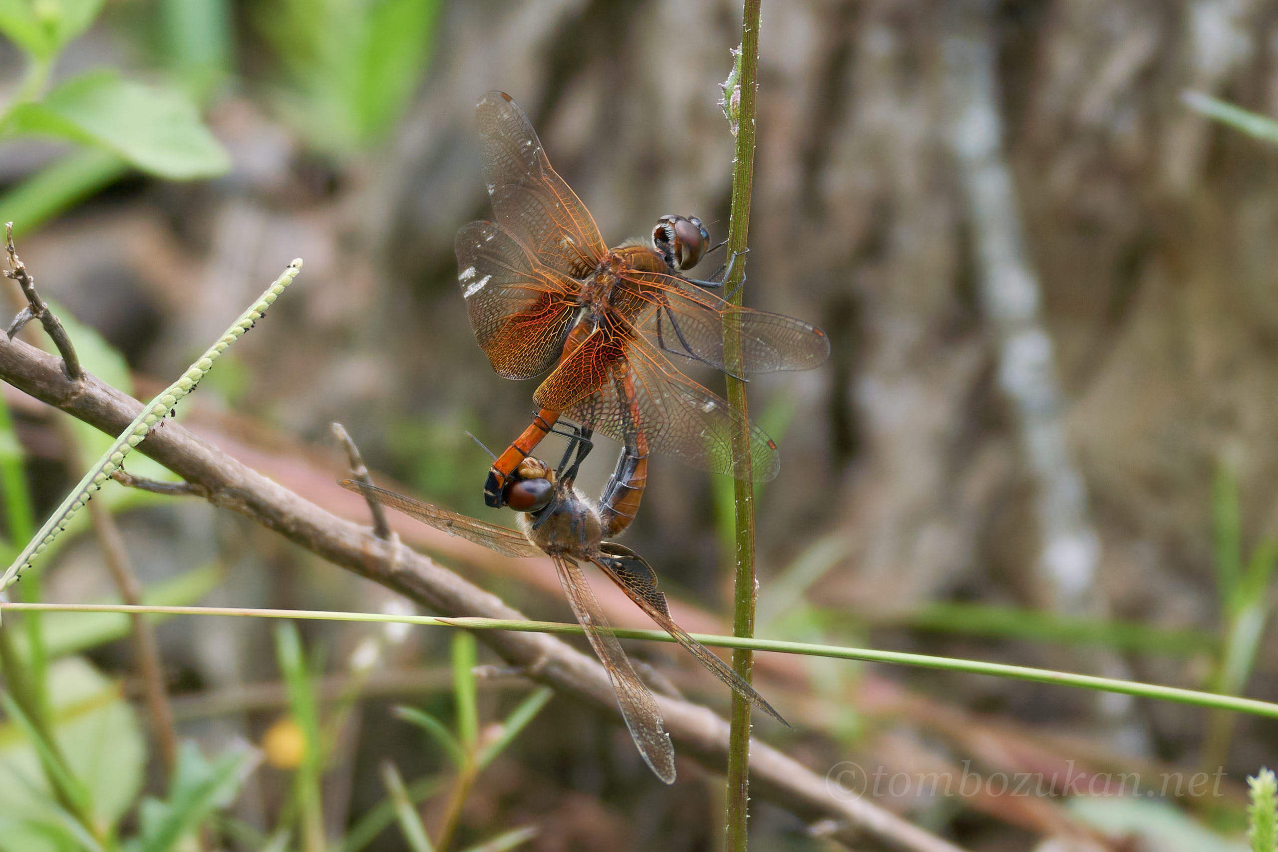 ヒメハネビロトンボ