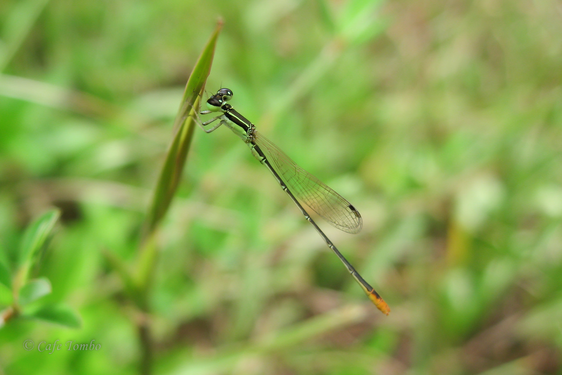 ヒメイトトンボ