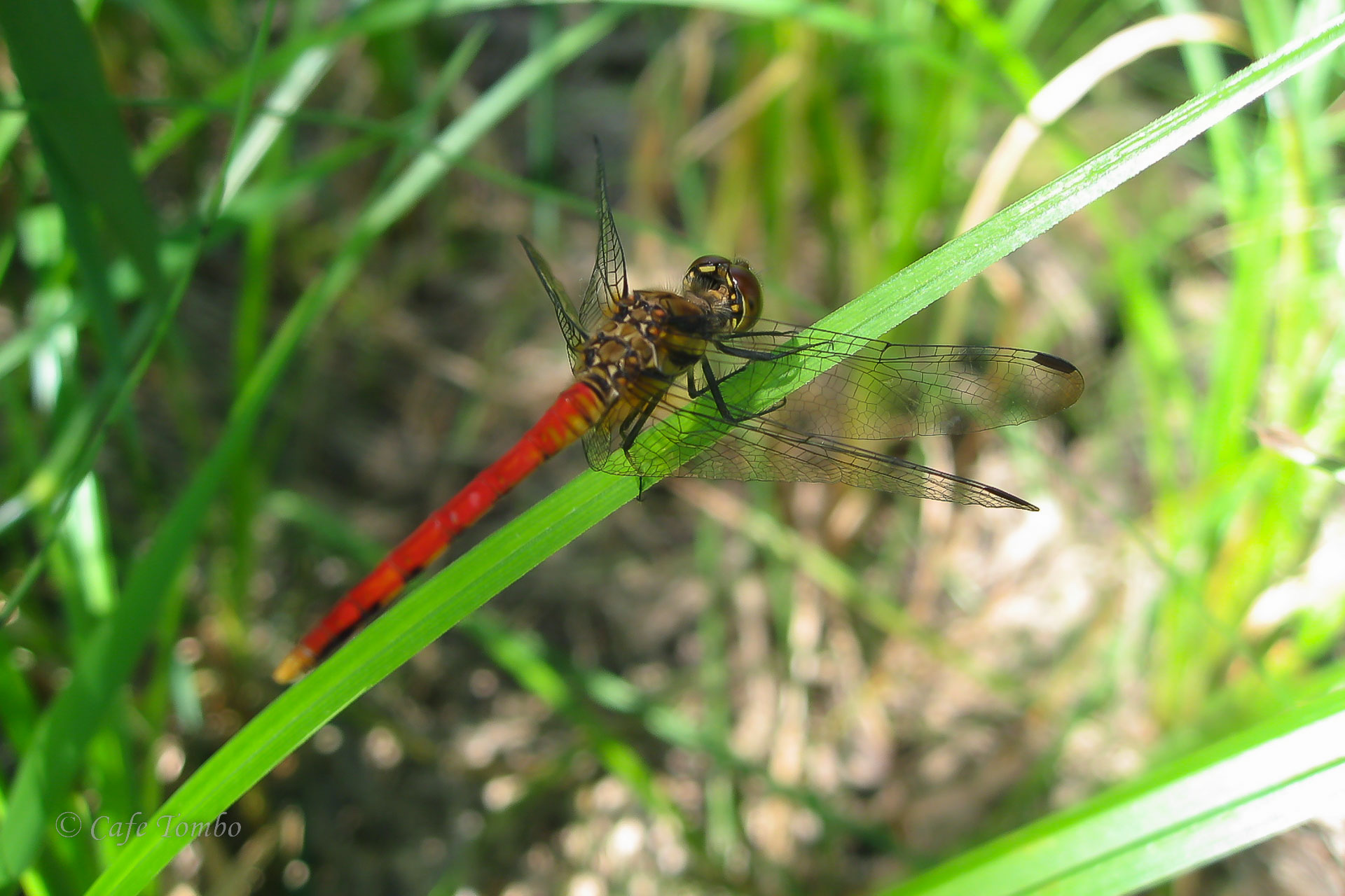 ヒメリスアカネ
