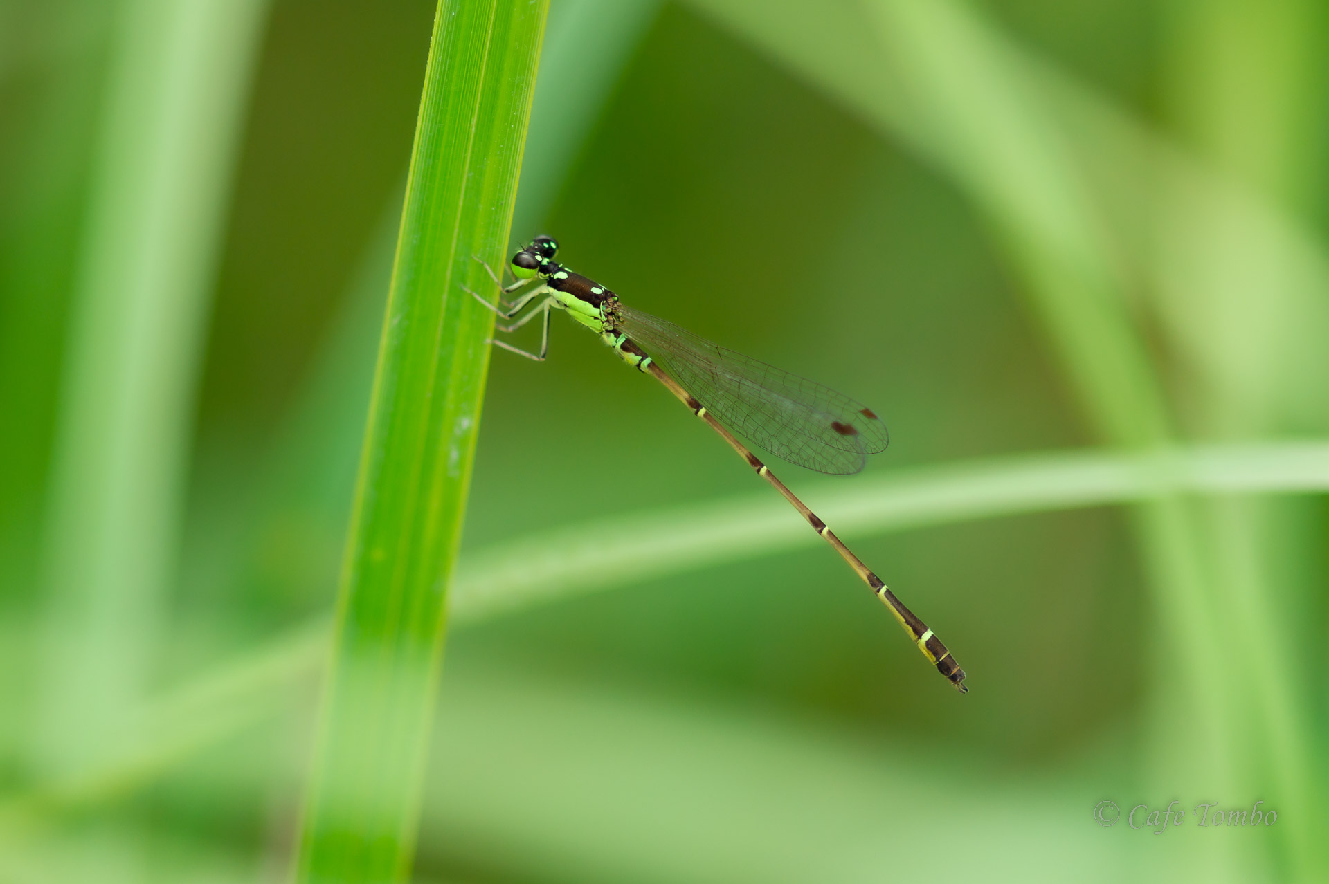 ヒヌマイトトンボ
