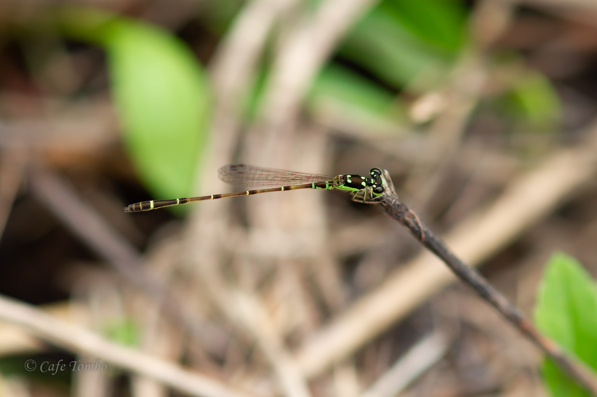 ヒヌマイトトンボ