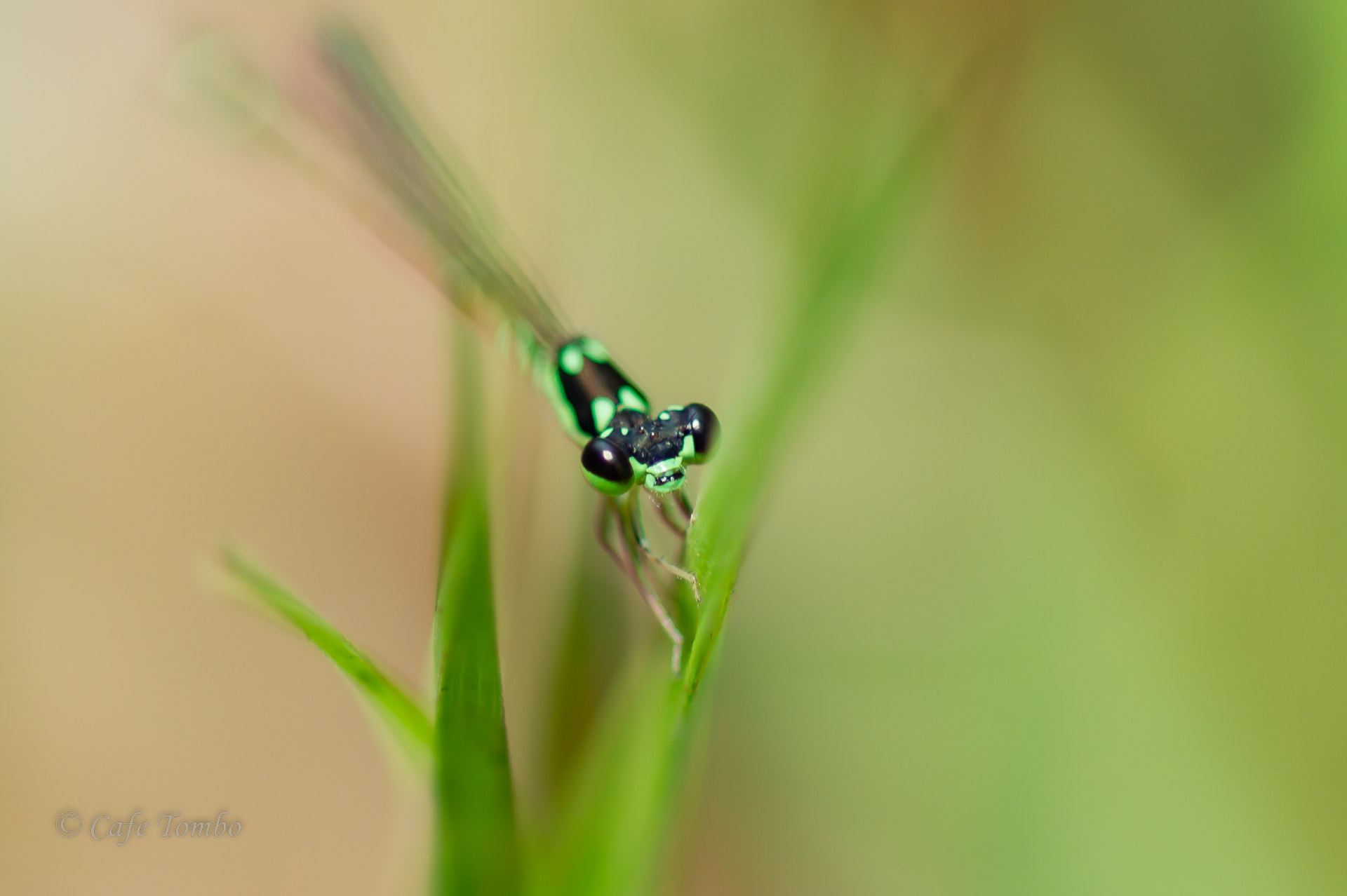 ヒヌマイトトンボ