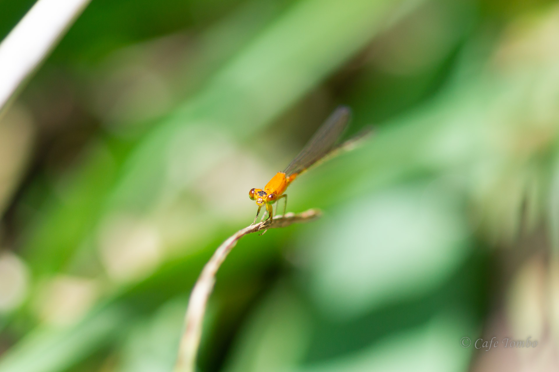 ヒヌマイトトンボ