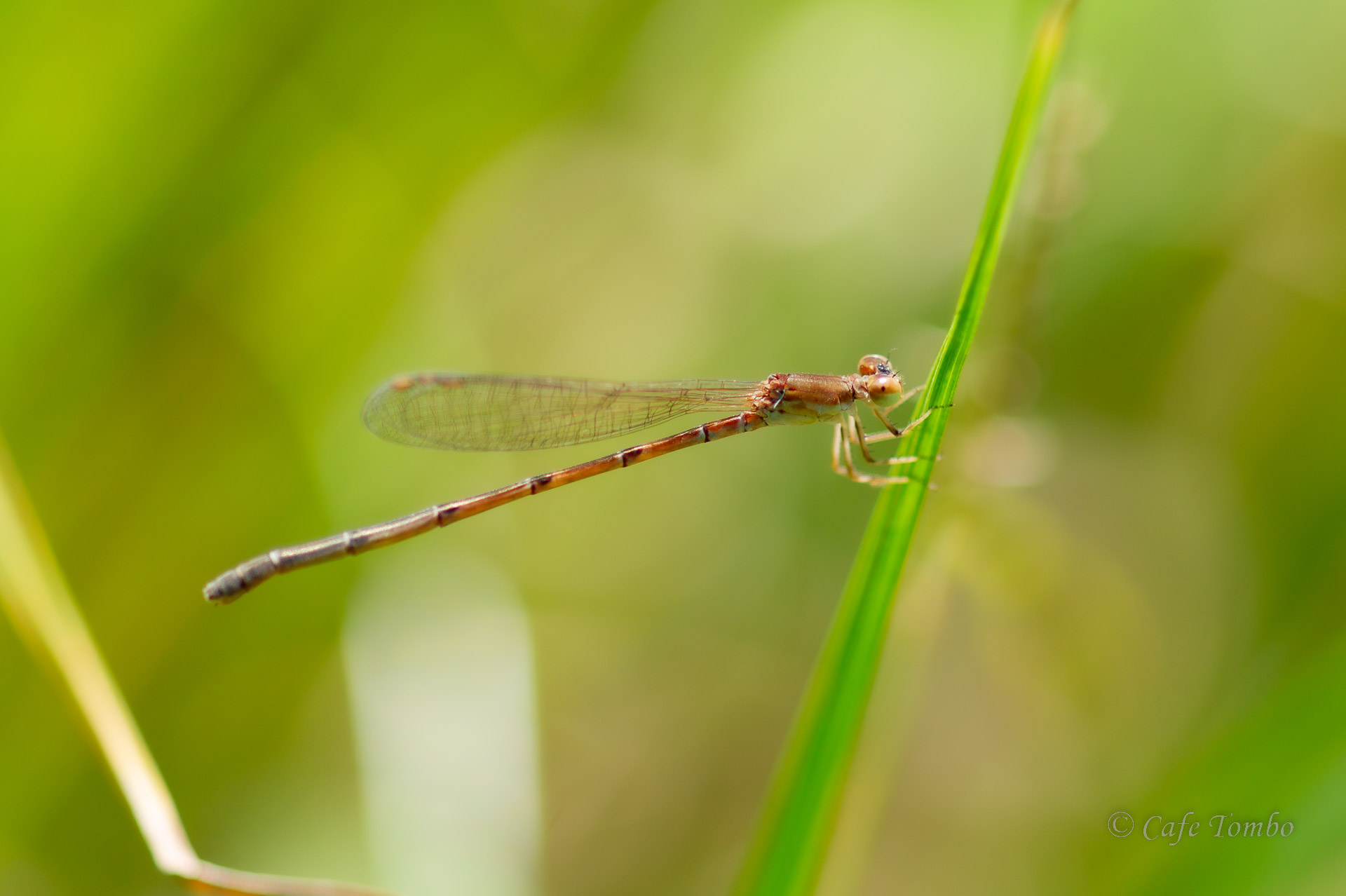 ヒヌマイトトンボ