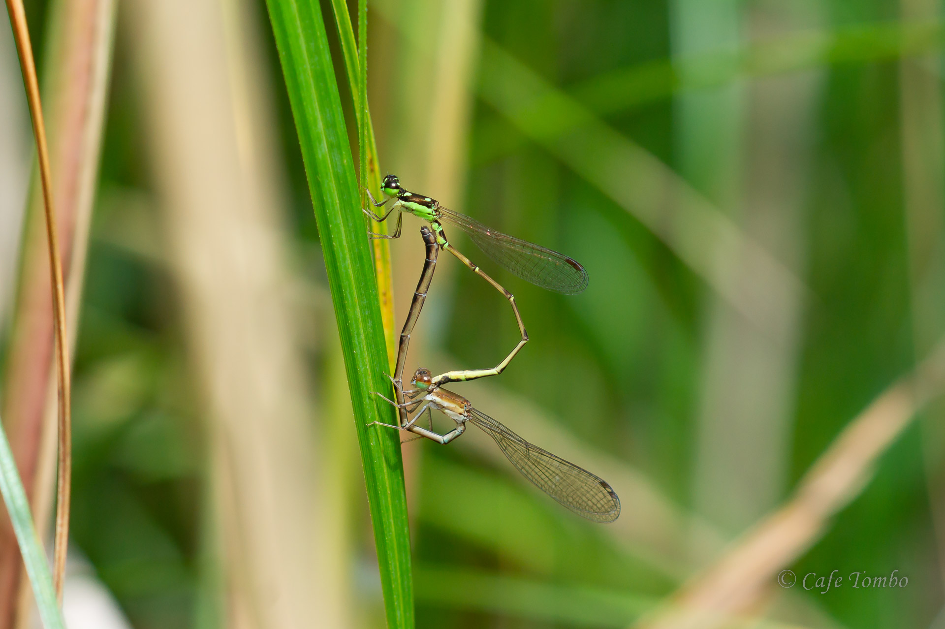 ヒヌマイトトンボ