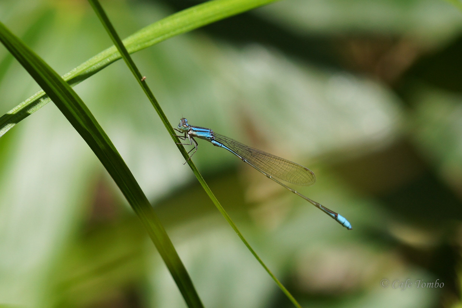 ホソミイトトンボ