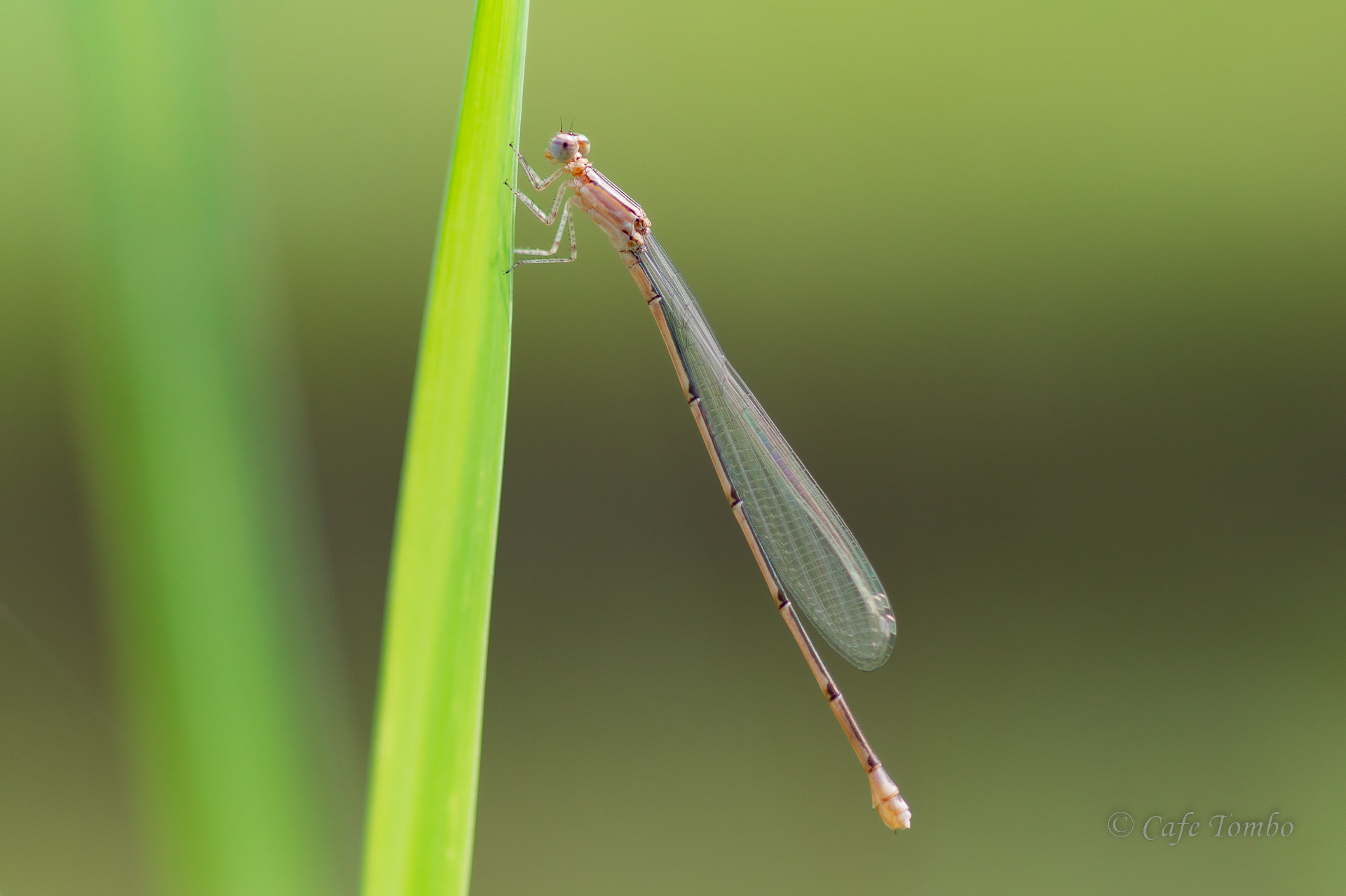 ホソミイトトンボ