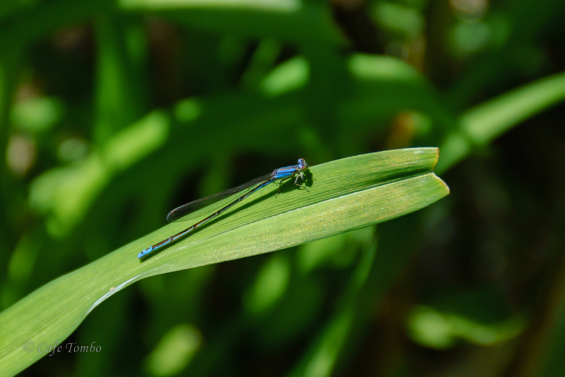 ホソミイトトンボ