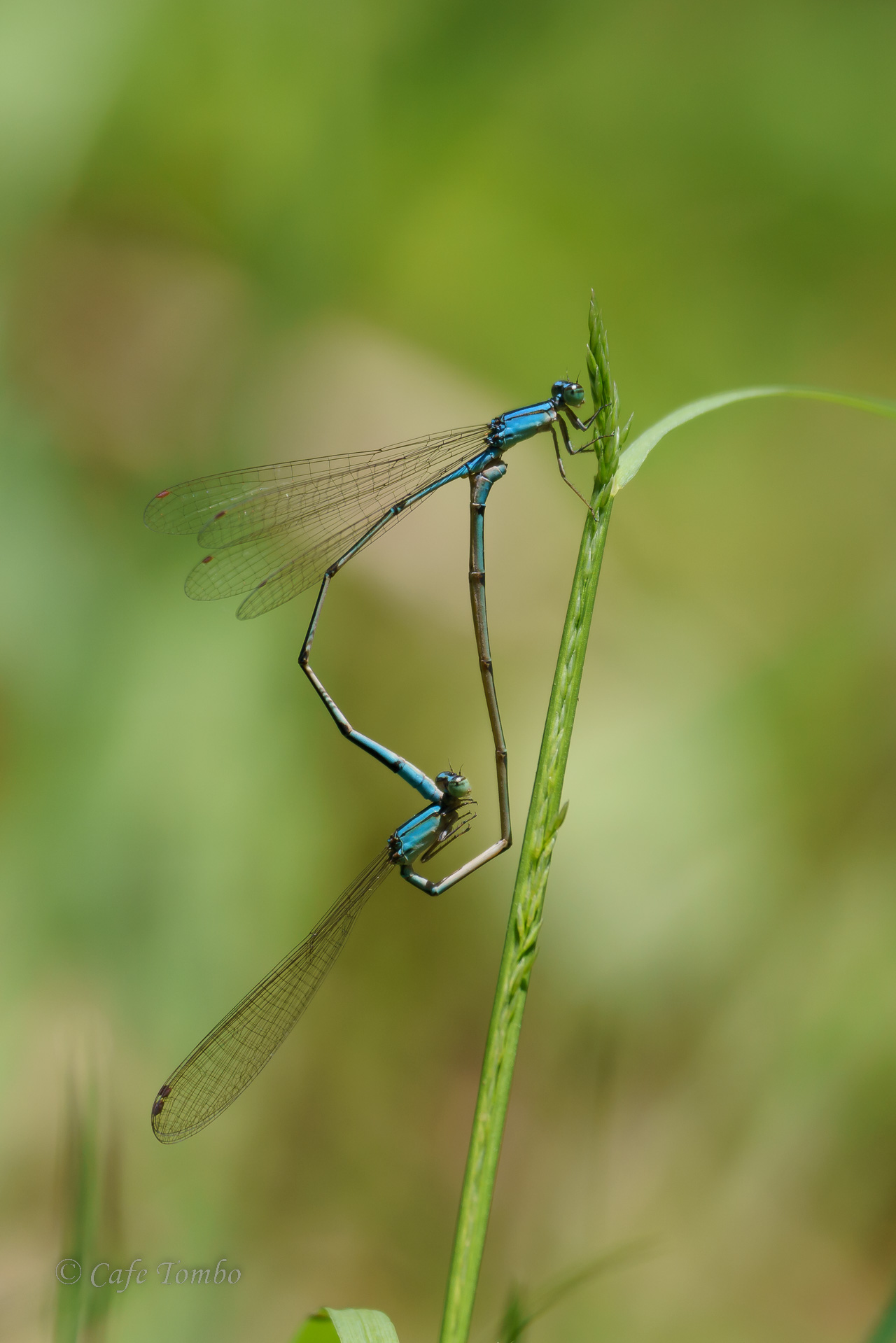 ホソミイトトンボ