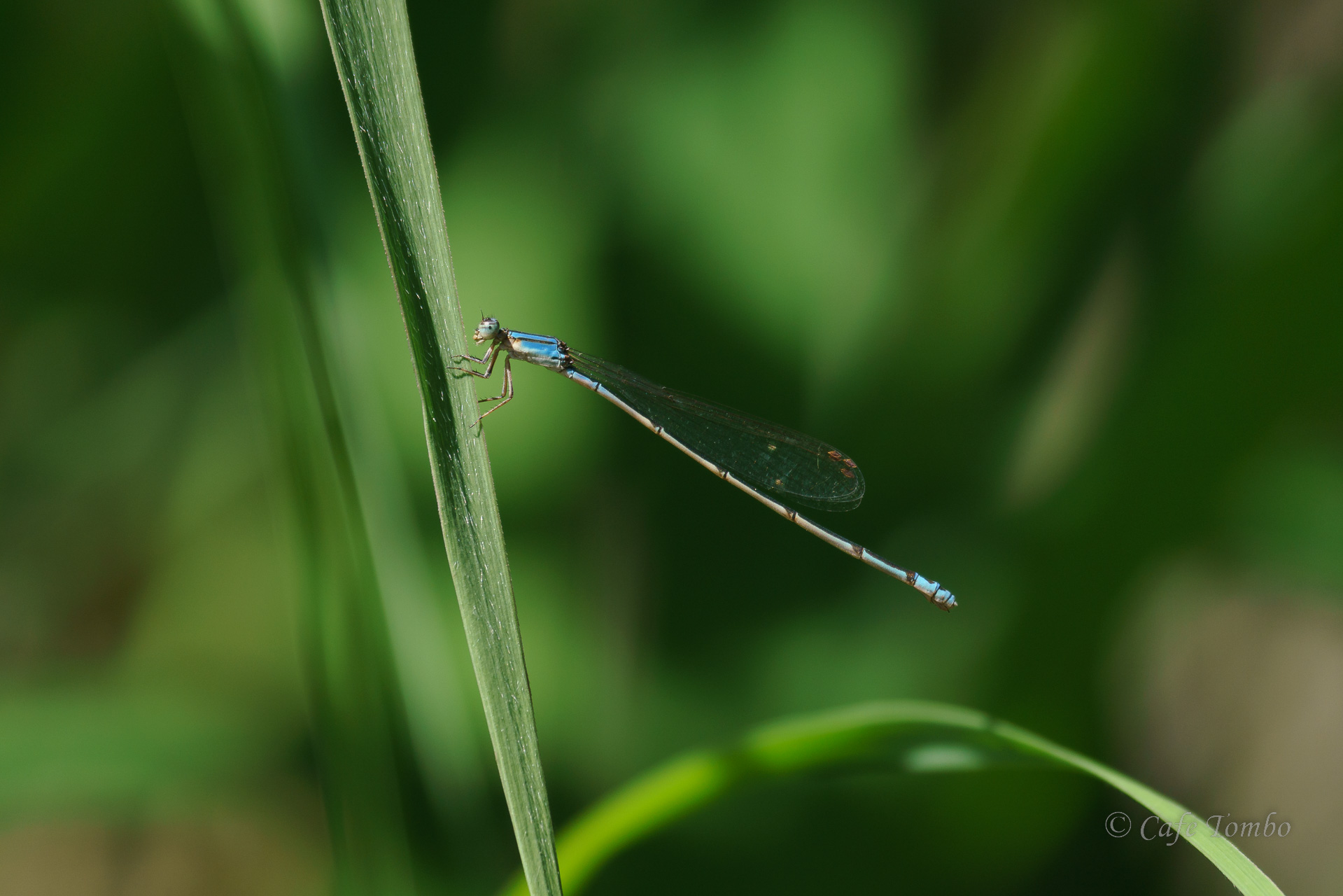 ホソミイトトンボ