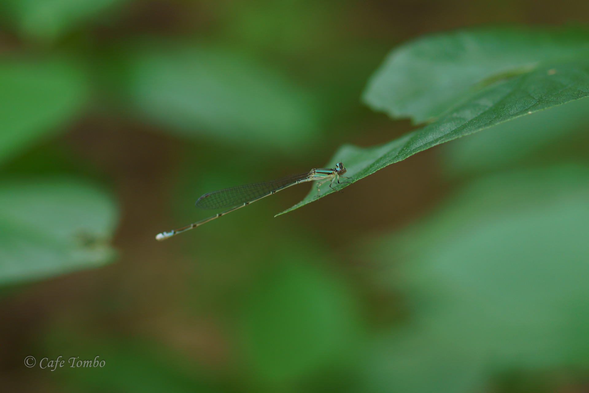 ホソミイトトンボ