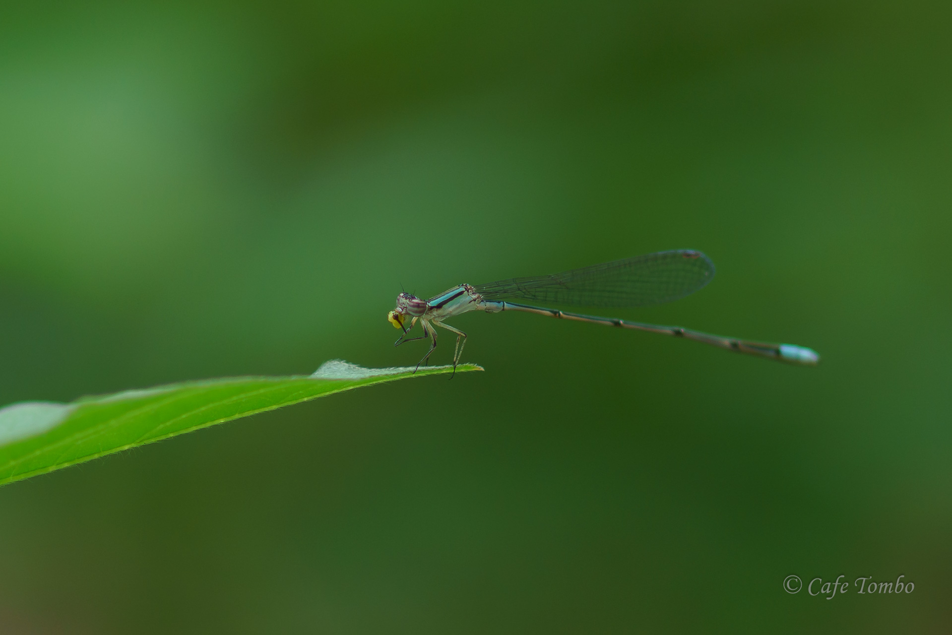 ホソミイトトンボ