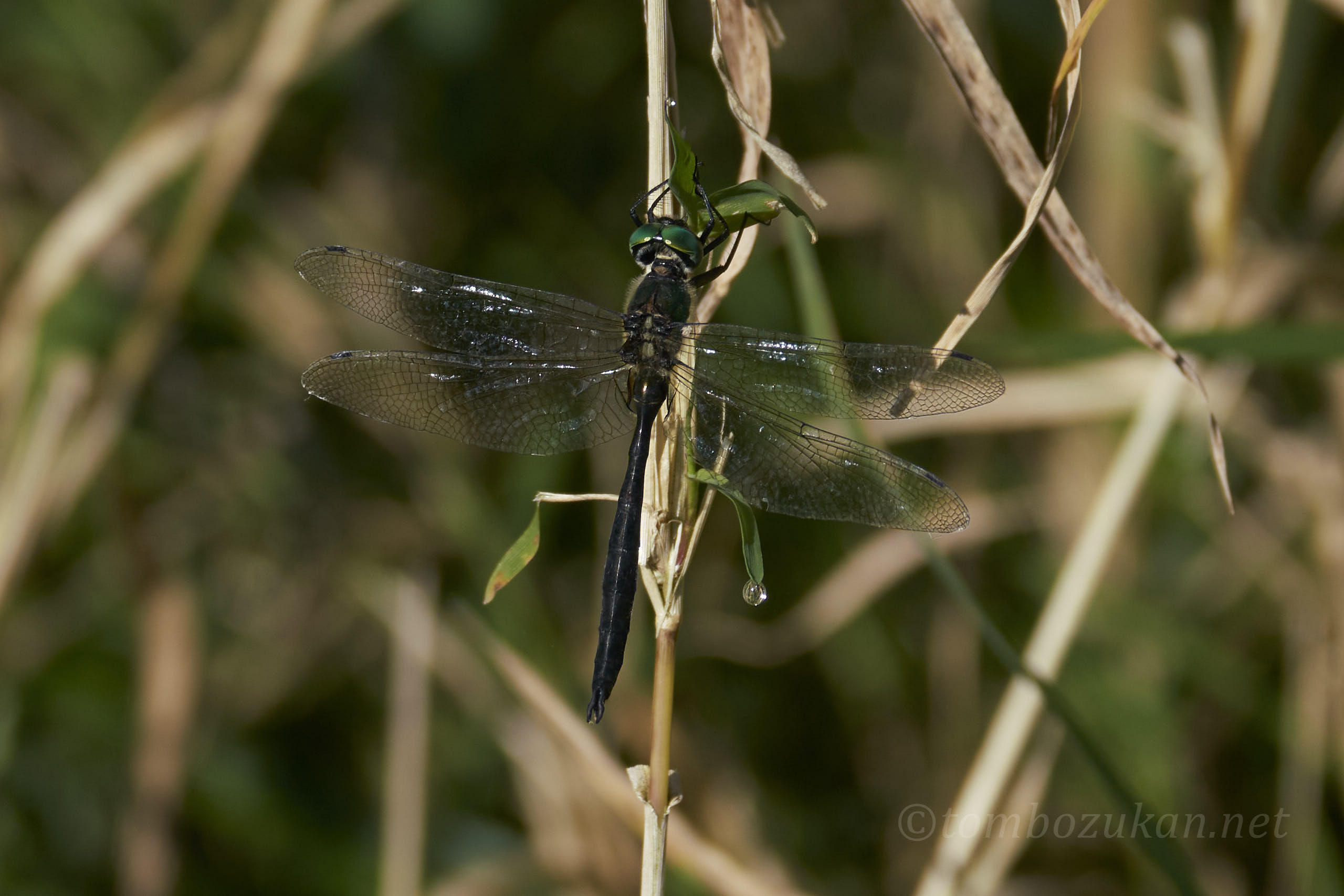 ホソミモリトンボ
