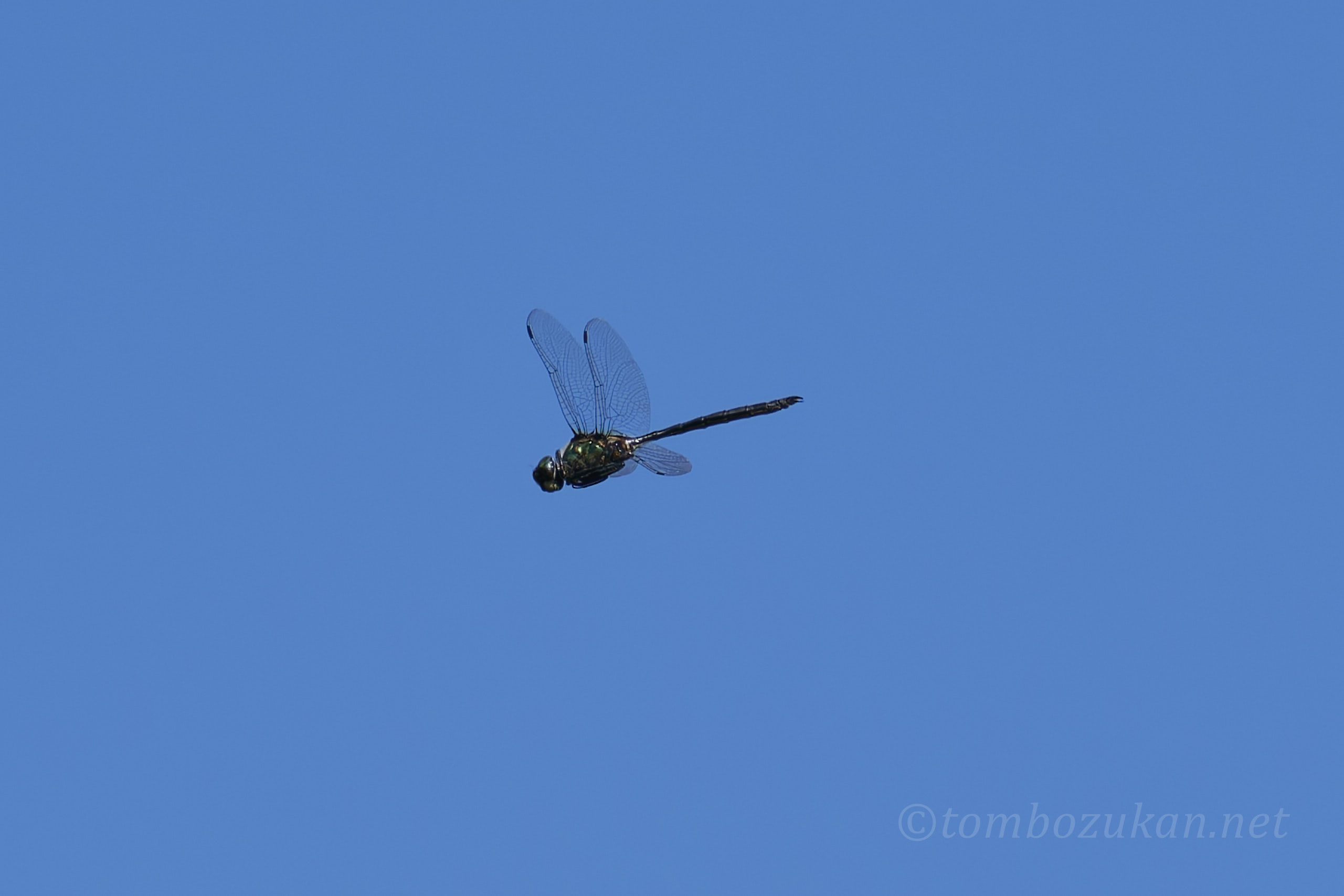 ホソミモリトンボ