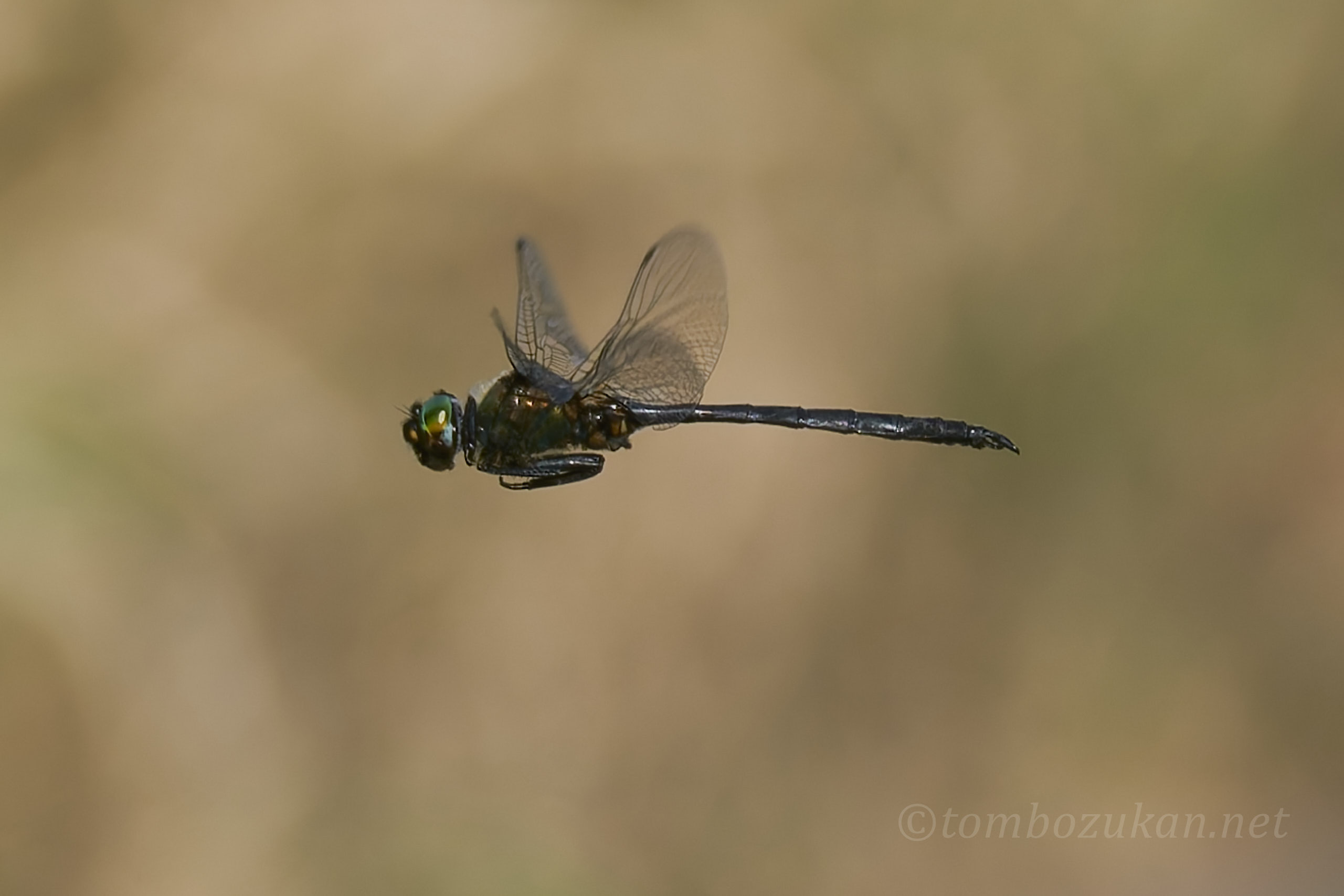 ホソミモリトンボ