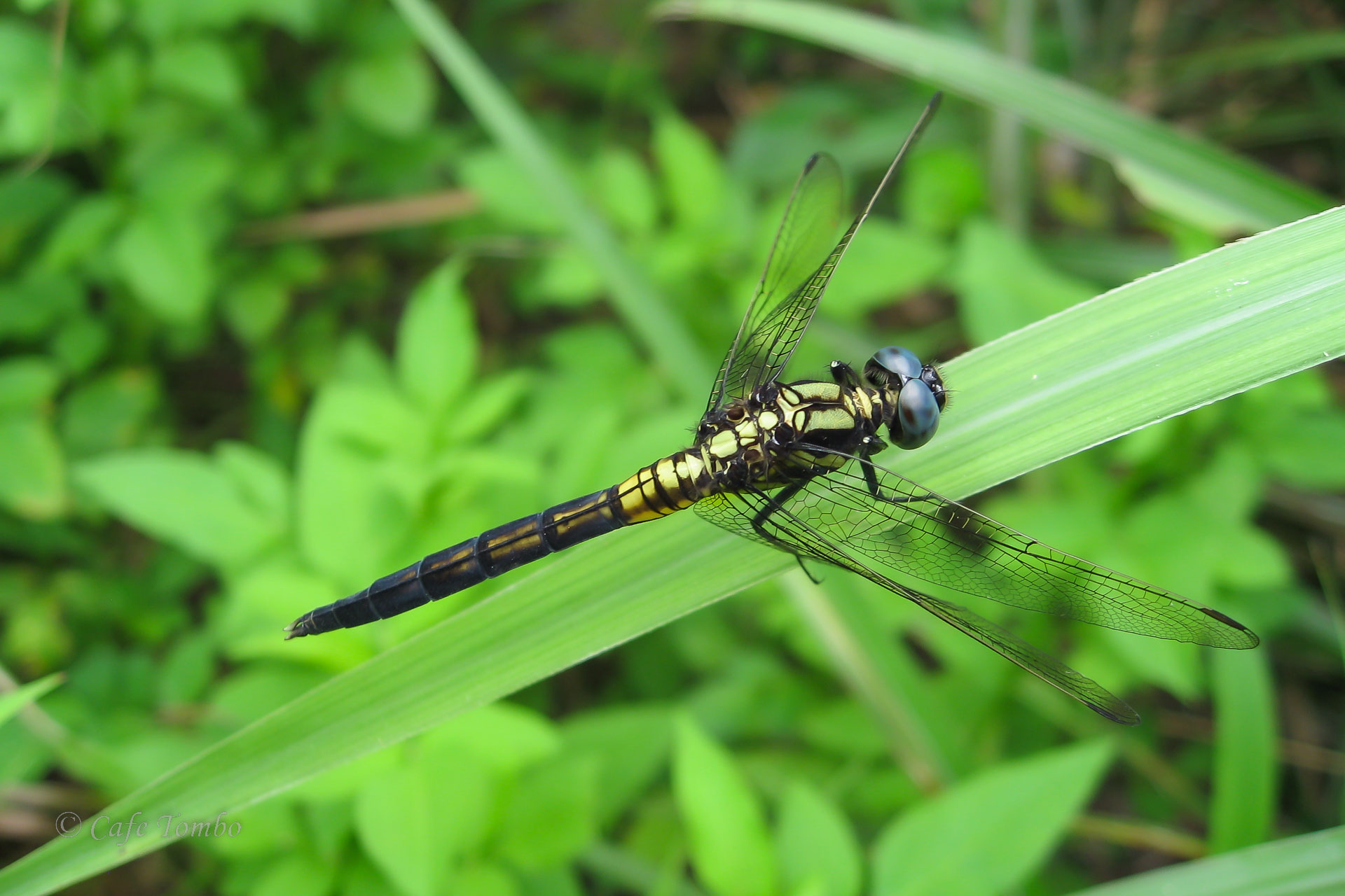 ホソミシオカラトンボ