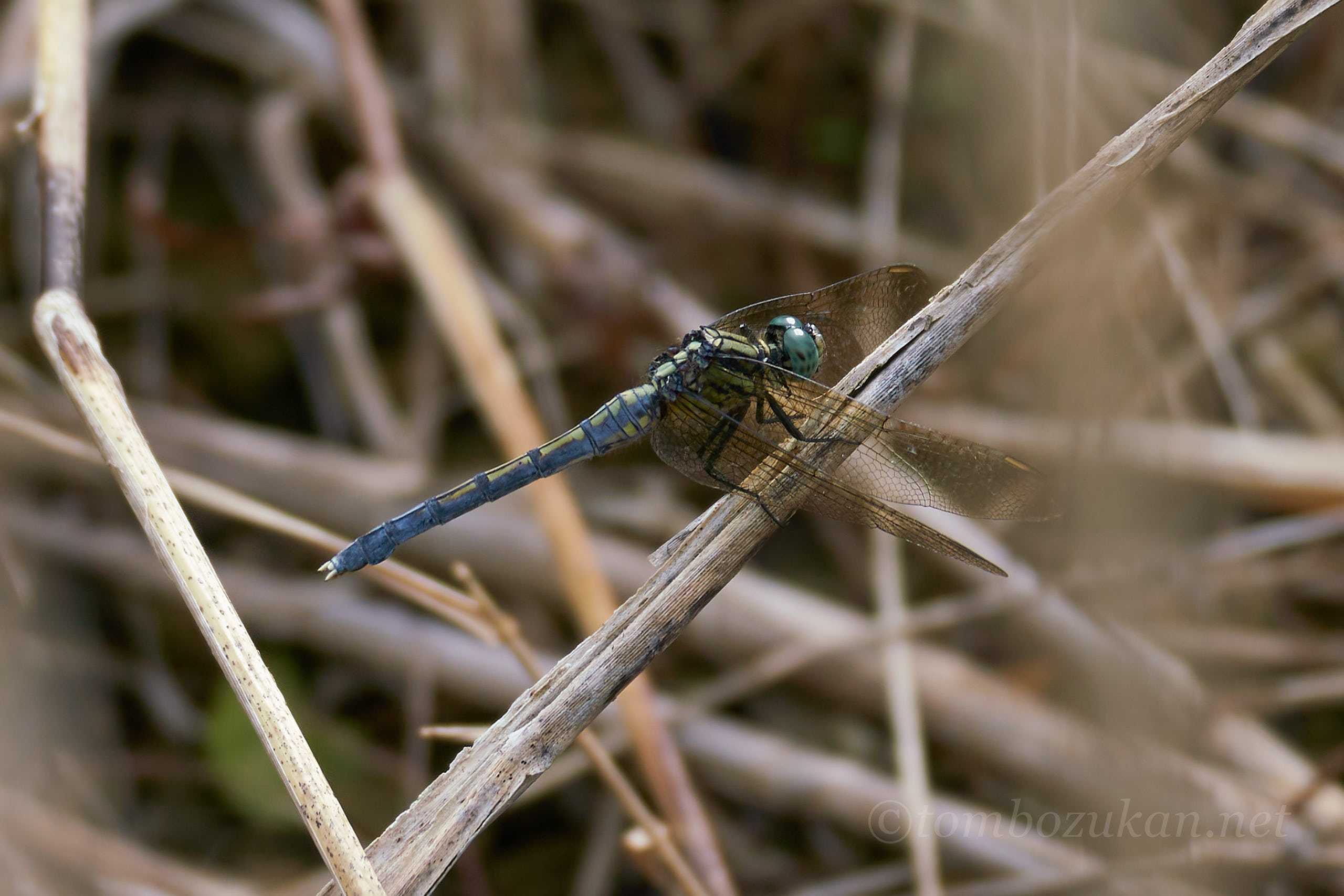 ホソミシオカラトンボ