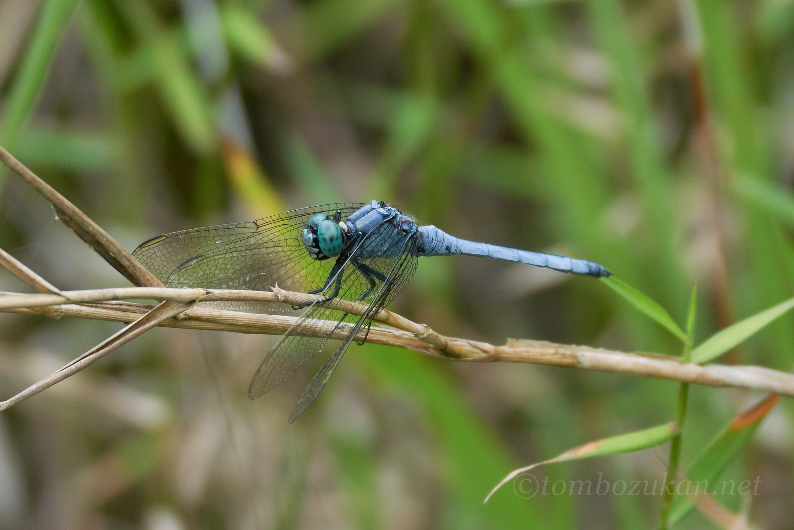 ホソミシオカラトンボ