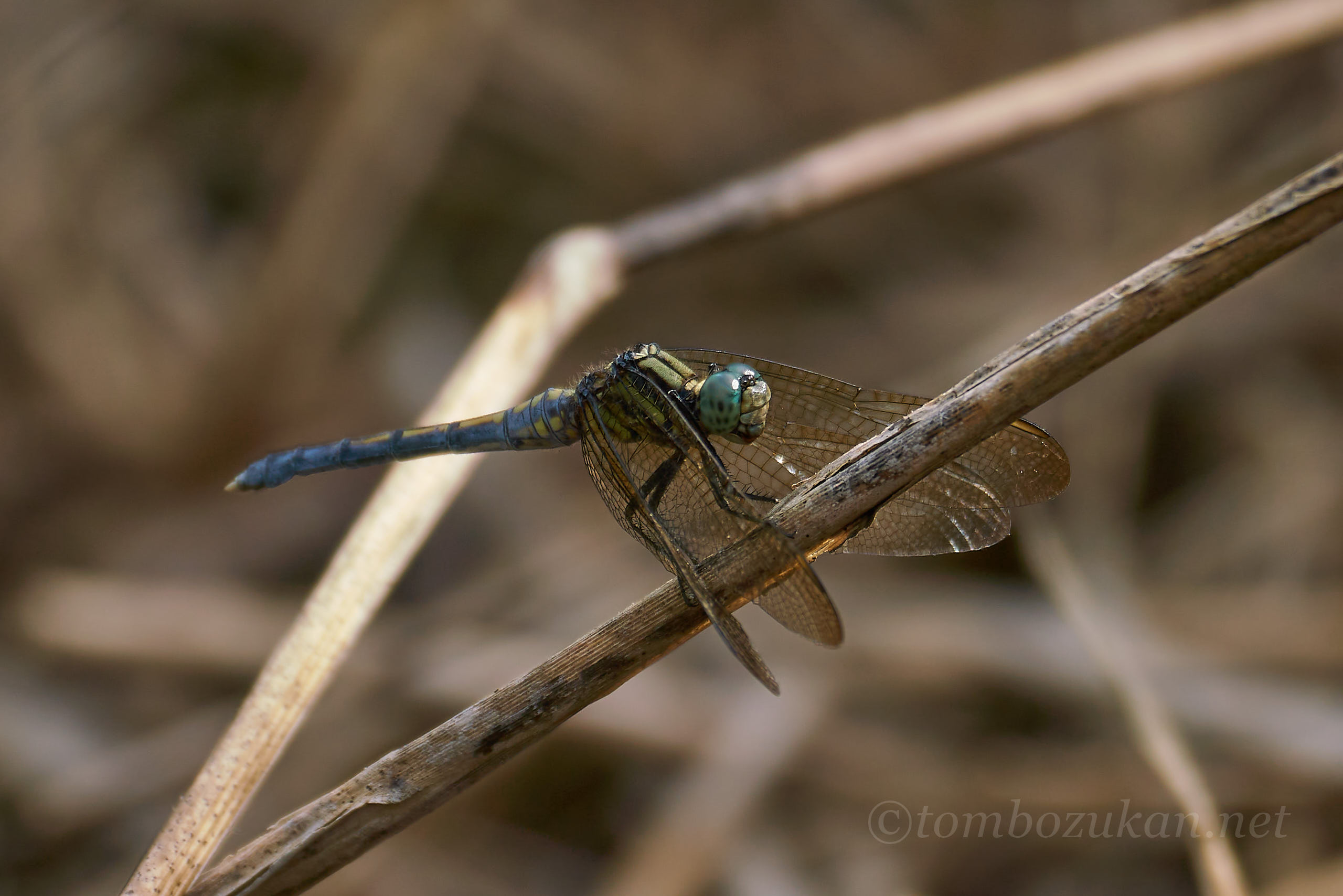 ホソミシオカラトンボ