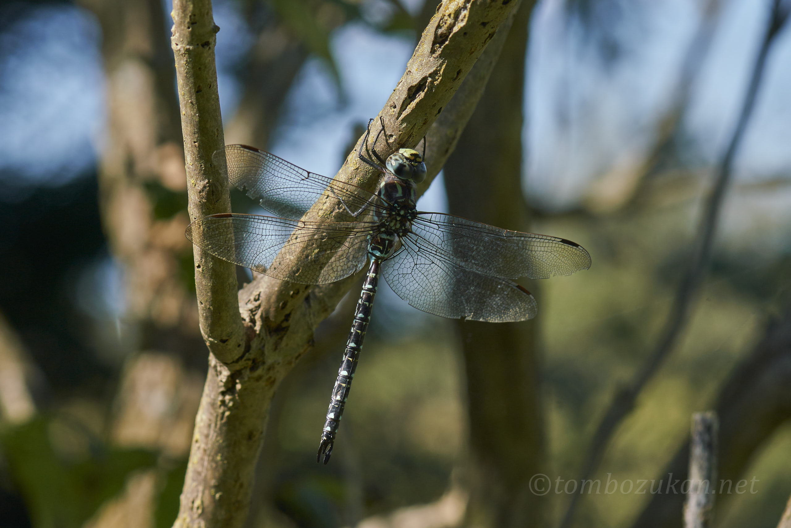 イイジマルリボシヤンマ