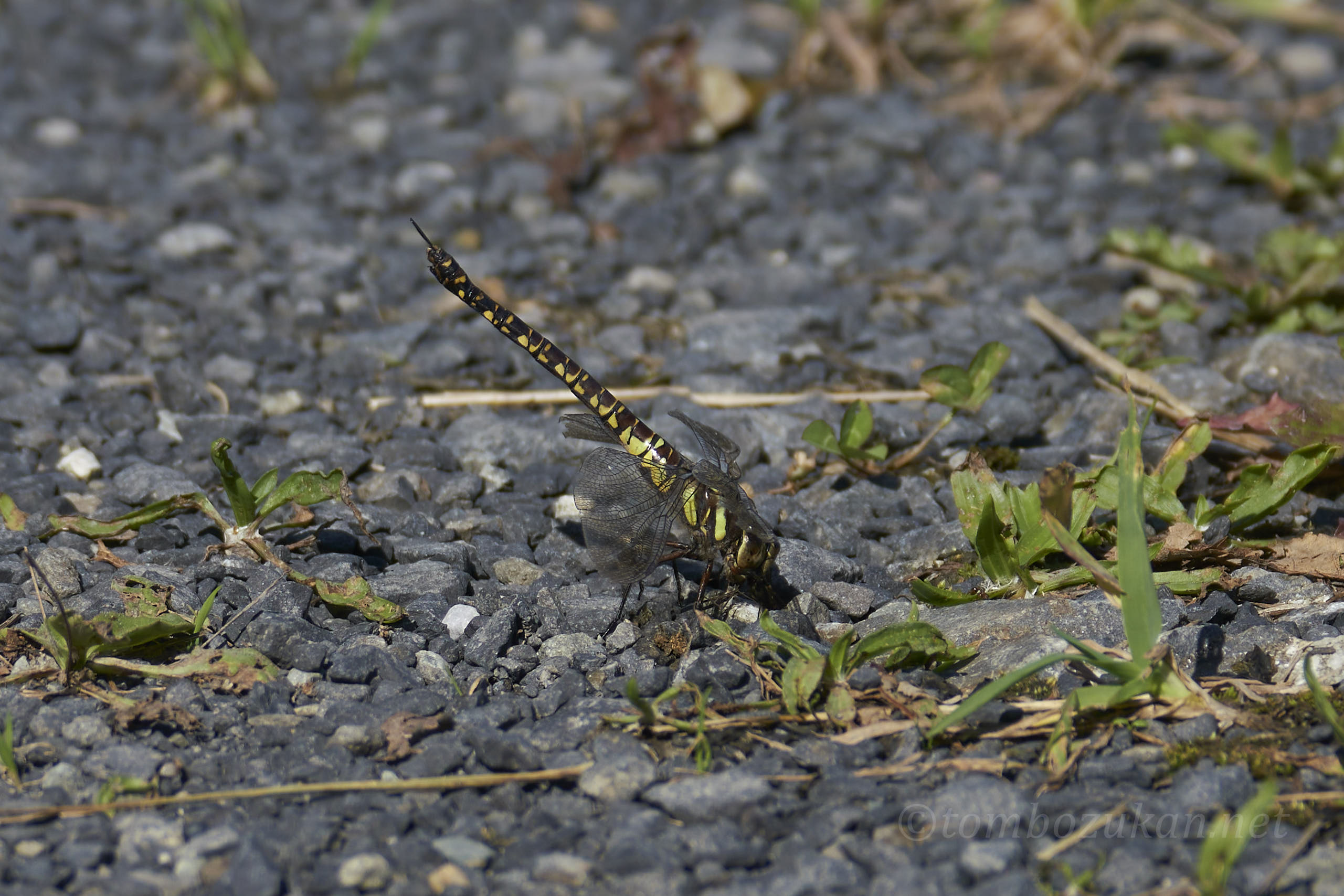 イイジマルリボシヤンマ