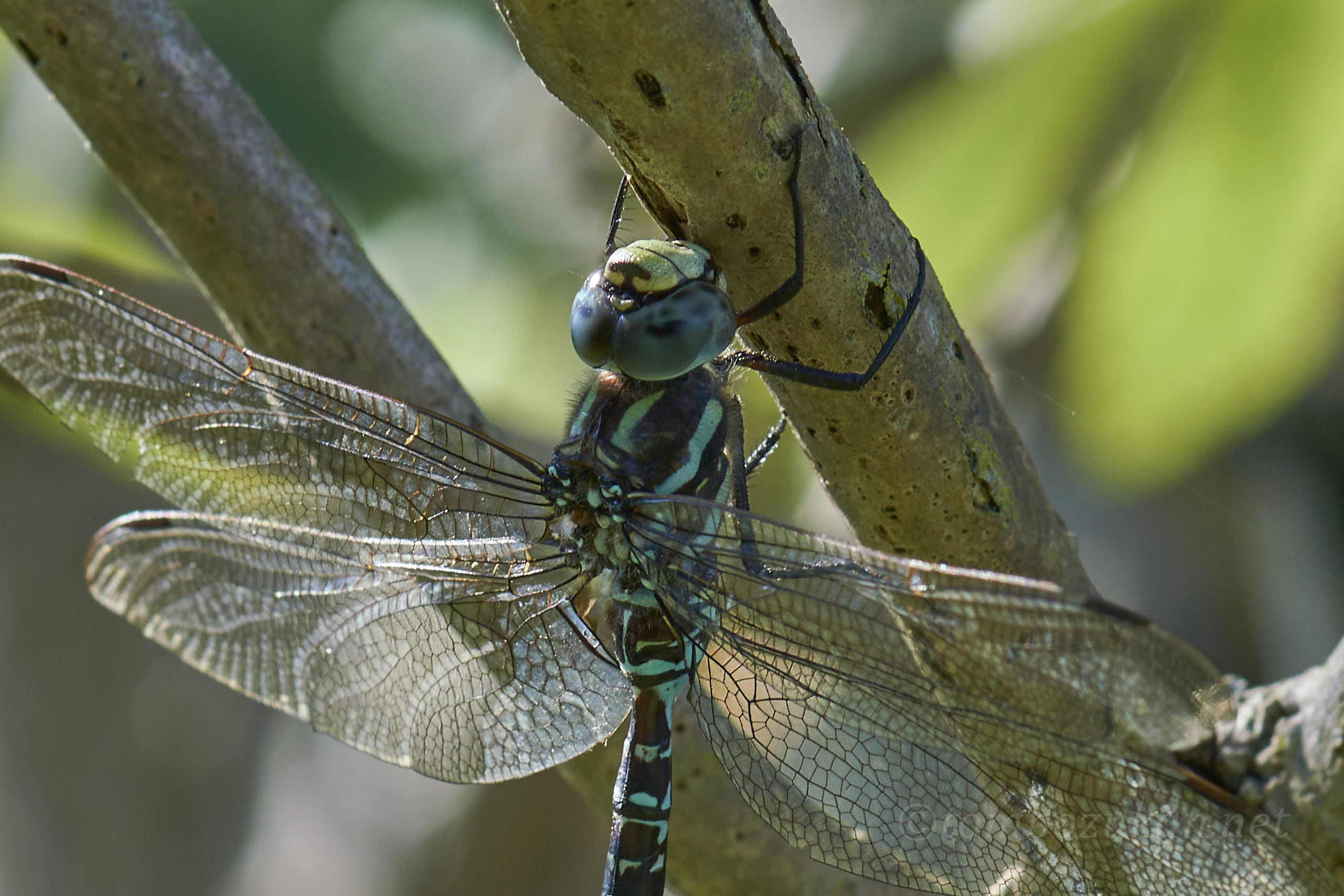 イイジマルリボシヤンマ