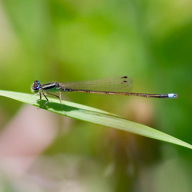アジアイトトンボ