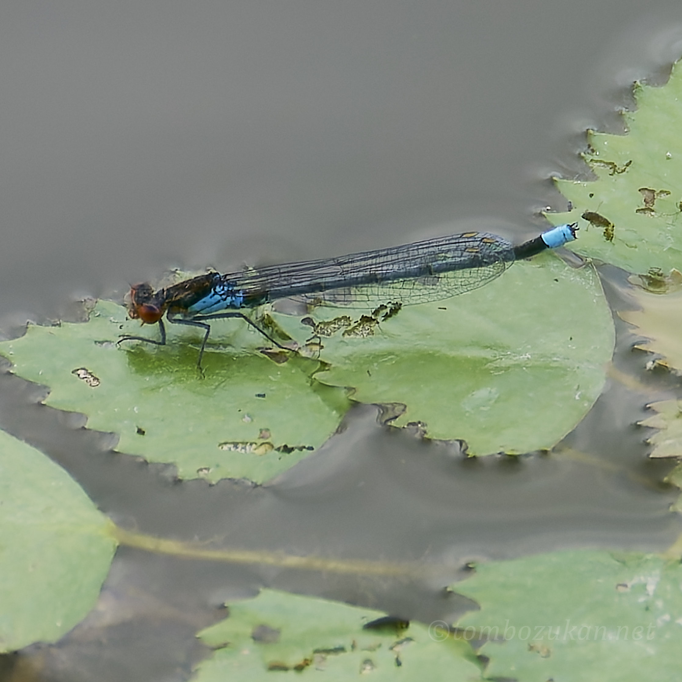 アカメイトトンボ