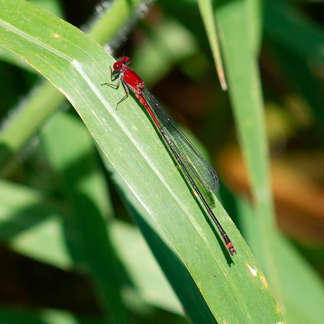 アカナガイトトンボ
