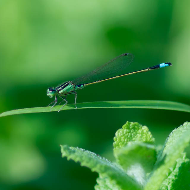 アオモンイトトンボ