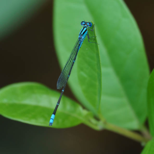 アオナガイトトンボ