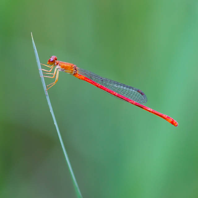 ベニイトトンボ