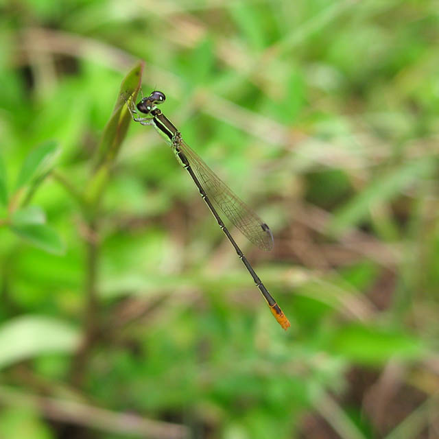 ヒメイトトンボ