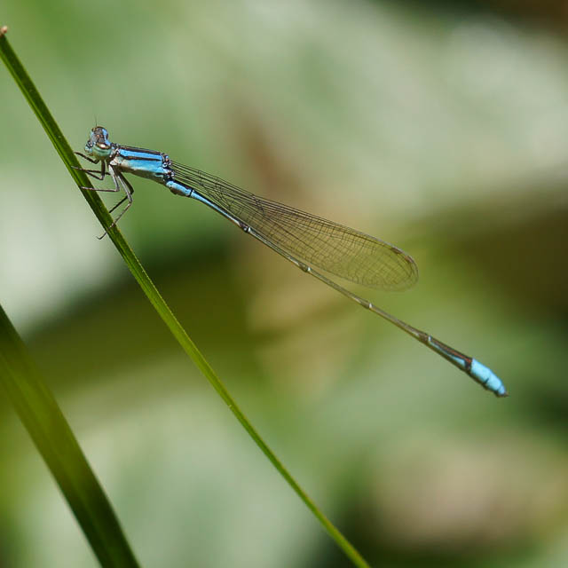ホソミイトトンボ
