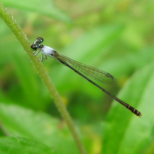 コフキヒメイトトンボ