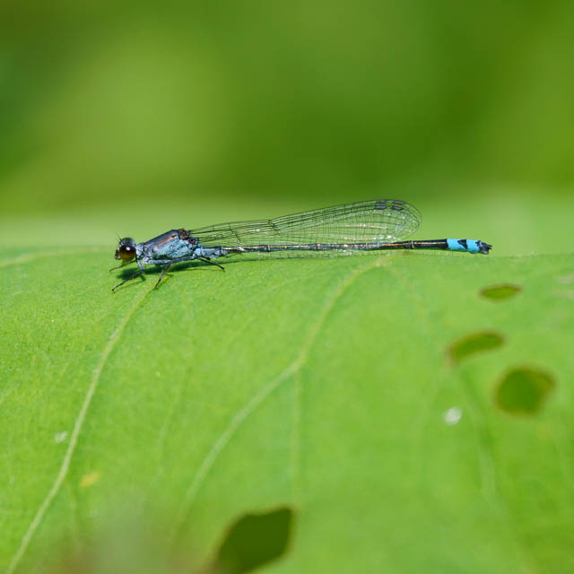クロイトトンボ